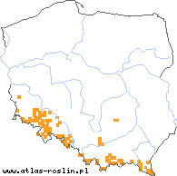 wystepowanie - Dactylorhiza sambucina (kukułka bzowa)