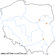 wystepowanie - Orchis coriophora (storczyk cuchnący)