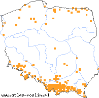 wystepowanie - Orchis mascula (storczyk męski)