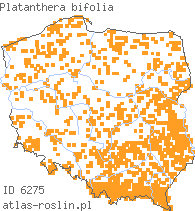 wystepowanie - Platanthera bifolia (podkolan biały)