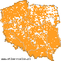 wystepowanie - Luzula campestris (kosmatka polna)