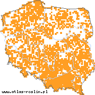 wystepowanie - Luzula multiflora (kosmatka licznokwiatowa)