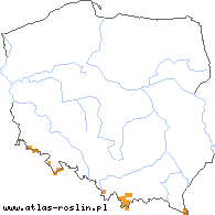 wystepowanie - Luzula sudetica (kosmatka sudecka)