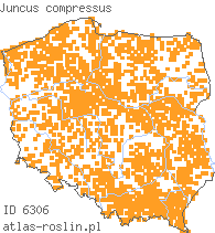 wystepowanie - Juncus compressus (sit ścieśniony)