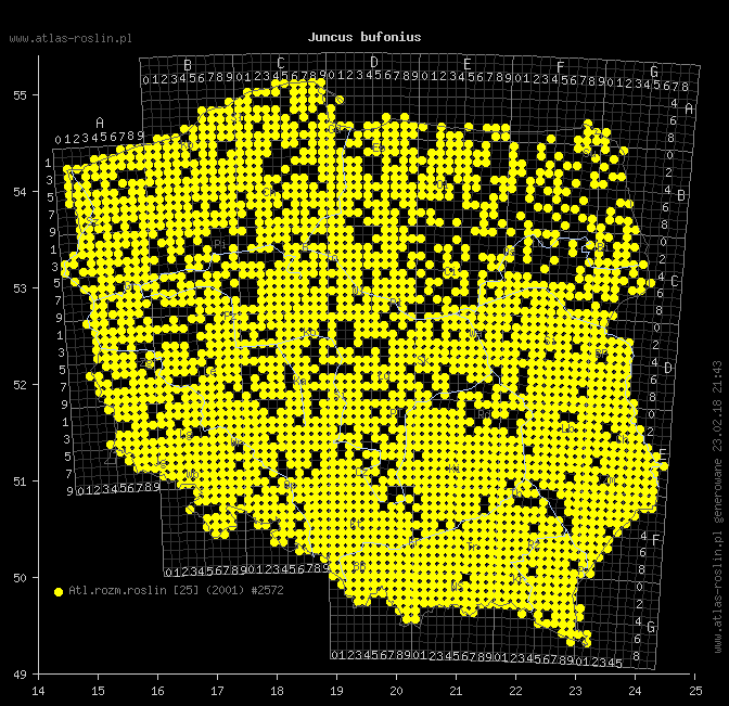wystepowanie - Juncus bufonius (sit dwudzielny)