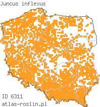 wystepowanie - Juncus inflexus (sit siny)