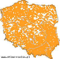 wystepowanie - Juncus articulatus (sit członowaty)