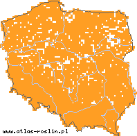 wystepowanie - Juncus effusus (sit rozpierzchły)