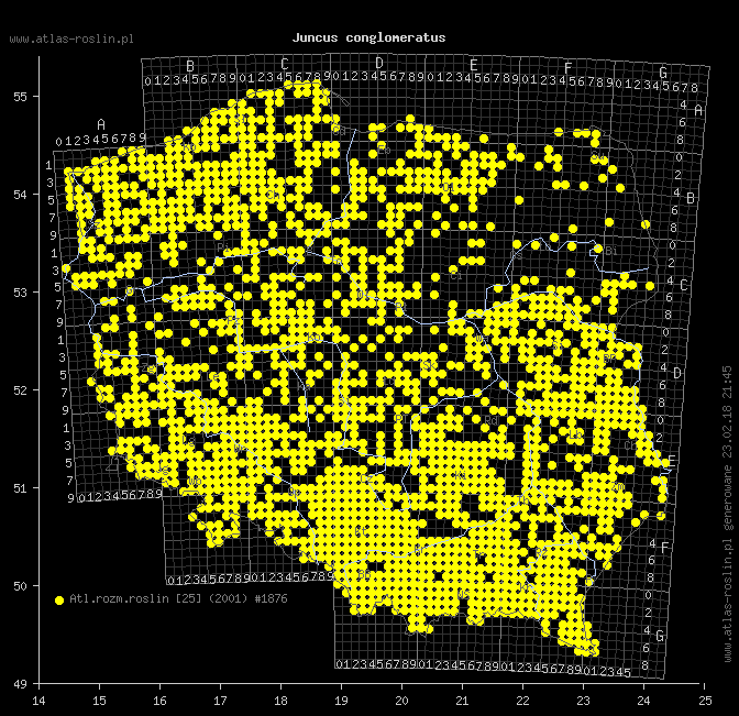 wystepowanie - Juncus conglomeratus (sit skupiony)
