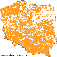 wystepowanie - Juncus conglomeratus (sit skupiony)