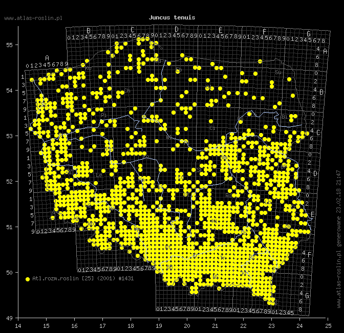 wystepowanie - Juncus tenuis (sit chudy)
