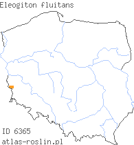wystepowanie - Eleogiton fluitans (sitnik pływający)