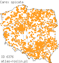 wystepowanie - Carex spicata (turzyca ściśniona)