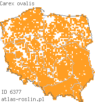 wystepowanie - Carex ovalis (turzyca zajęcza)