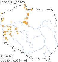 wystepowanie - Carex ligerica (turzyca loarska)