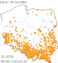 wystepowanie - Carex brizoides (turzyca drżączkowata)