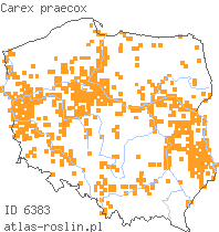 wystepowanie - Carex praecox (turzyca wczesna)