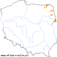 wystepowanie - Carex disperma (turzyca szczupła)