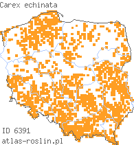 wystepowanie - Carex echinata (turzyca gwiazdkowata)