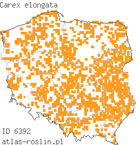 wystepowanie - Carex elongata (turzyca długokłosa)