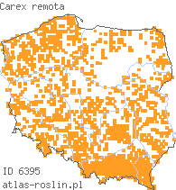 wystepowanie - Carex remota (turzyca rzadkokłosa)