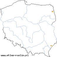 wystepowanie - Carex stenophylla (turzyca wąskolistna)