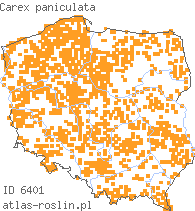 wystepowanie - Carex paniculata (turzyca prosowa)