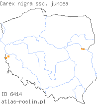 wystepowanie - Carex juncella (turzyca sitowata)