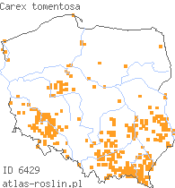 wystepowanie - Carex tomentosa (turzyca filcowata)
