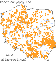 wystepowanie - Carex caryophyllea (turzyca wiosenna)