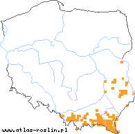 wystepowanie - Carex transsilvanica (turzyca siedmiogrodzka)