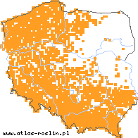 wystepowanie - Fagus sylvatica (buk zwyczajny)