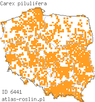 wystepowanie - Carex pilulifera (turzyca pigułkowata)