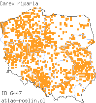 wystepowanie - Carex riparia (turzyca brzegowa)