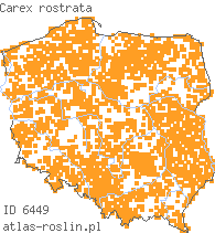 wystepowanie - Carex rostrata (turzyca dzióbkowata)