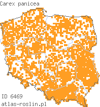 wystepowanie - Carex panicea (turzyca prosowata)
