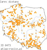 wystepowanie - Carex distans (turzyca odległokłosa)