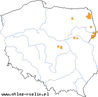 wystepowanie - Carex vaginata (turzyca luźnokwiatowa)