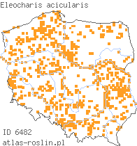 wystepowanie - Eleocharis acicularis (ponikło igłowate)