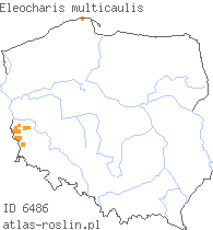 wystepowanie - Eleocharis multicaulis (ponikło wielołodygowe)