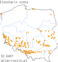 wystepowanie - Eleocharis ovata (ponikło jajowate)