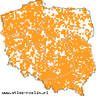 wystepowanie - Eleocharis palustris (ponikło błotne)