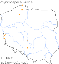 wystepowanie - Rhynchospora fusca (przygiełka brunatna)