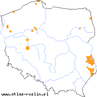 wystepowanie - Schoenus ferrugineus (marzyca ruda)