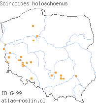 wystepowanie - Scirpoides holoschoenus (hołoszeń główkowaty)