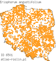 wystepowanie - Eriophorum angustifolium (wełnianka wąskolistna)