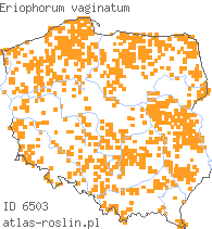 wystepowanie - Eriophorum vaginatum (wełnianka pochwowata)