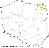 wystepowanie - Baeothryon alpinum (wełnianeczka alpejska)