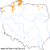 wystepowanie - Baeothryon cespitosum (wełnianeczka darniowa)