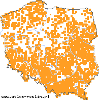 wystepowanie - Nardus stricta (bliźniczka psia trawka)